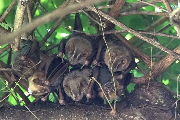 Animalstuffstore Bats-Paso-Ancho-July-2023-630x421 Third Time’s a Appeal – 10,000 Birds Bird  