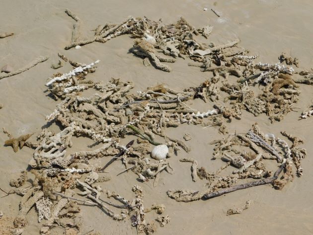 Animalstuffstore Beach-debris Broome Surf Membership to Gantheaume Level – 10,000 Birds Bird  