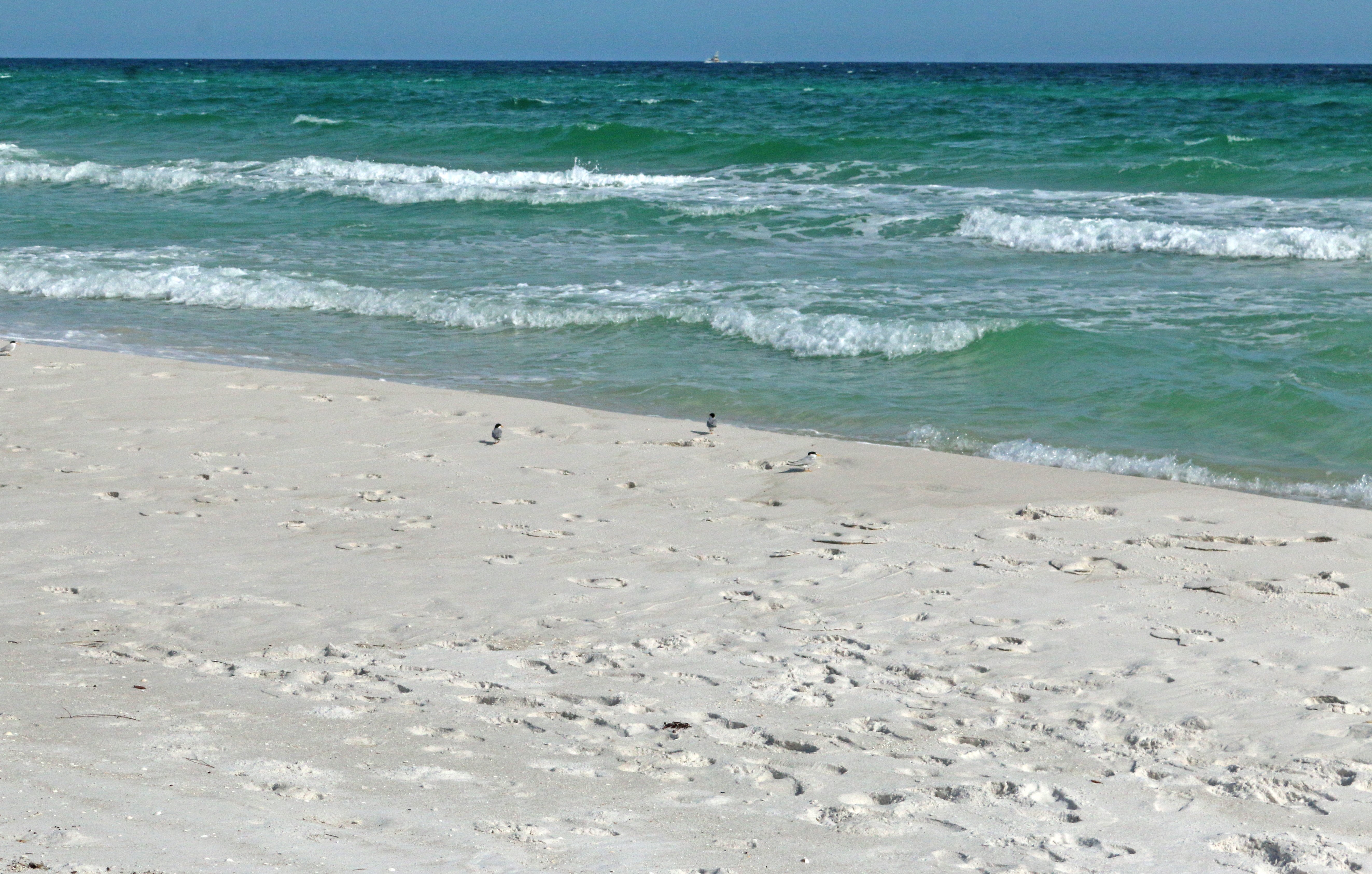least tern, beach, florida, nature