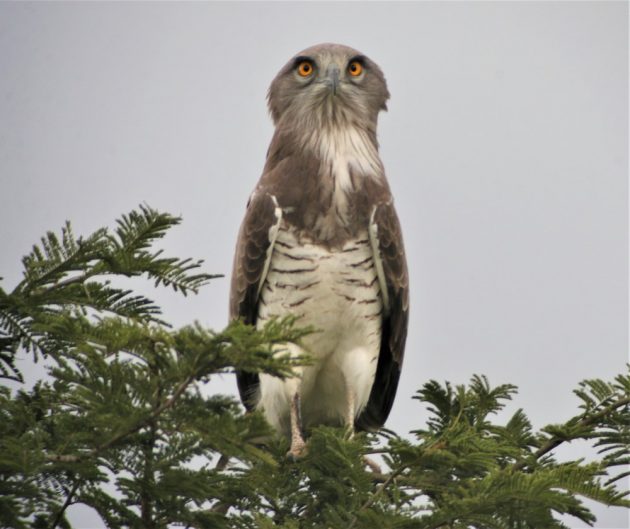 Beaudouin's Snake-Eagle