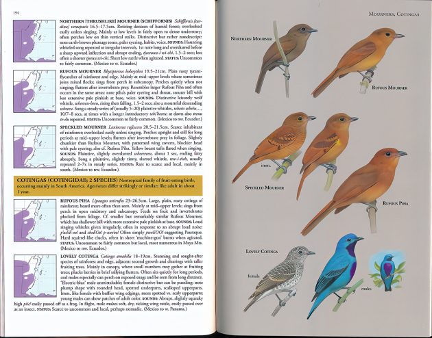 Animalstuffstore Belize-cotinga-D2-630x494 A Subject Information Assessment Doubleheader – 10,000 Birds Bird  
