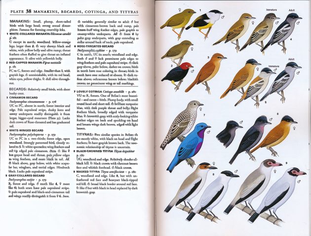 Animalstuffstore Belize-cotinga-J-plate-and-text.final_-630x478 A Subject Information Assessment Doubleheader – 10,000 Birds Bird  