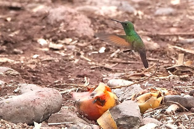 Animalstuffstore Berylline-Hummingbird-with-mango-2-Paso-Ancho-June-2023-630x421 Strive, Strive Once more – 10,000 Birds Bird  