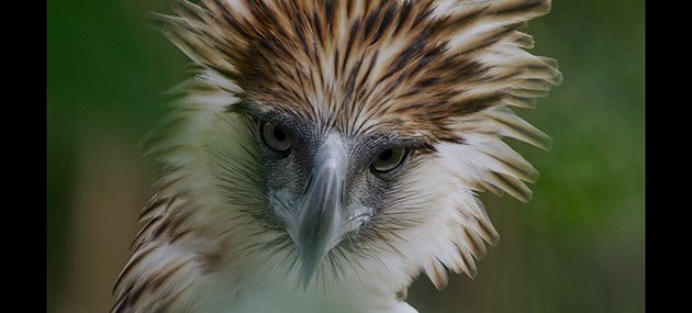 Bird of Prey: The Story of the Rarest Eagle on Earth – A Film Review -  10,000 Birds