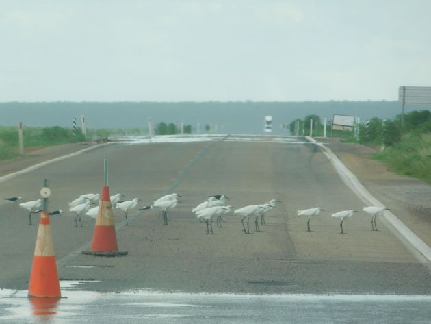 Animalstuffstore Birds-and-traffic-cones-4 Are birds bothered by site visitors cones? – 10,000 Birds Bird  