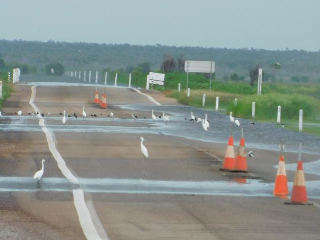 Animalstuffstore Birds-and-traffic-cones-6 Are birds bothered by site visitors cones? – 10,000 Birds Bird  