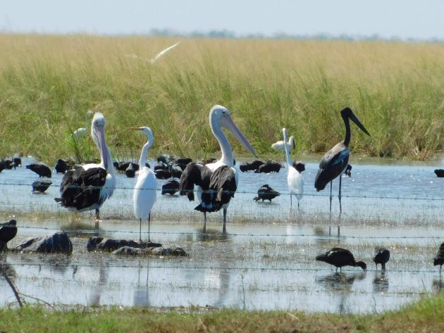 Animalstuffstore Birds-in-the-floodwater Floodwaters receding throughout Roebuck Plains – 10,000 Birds Bird  