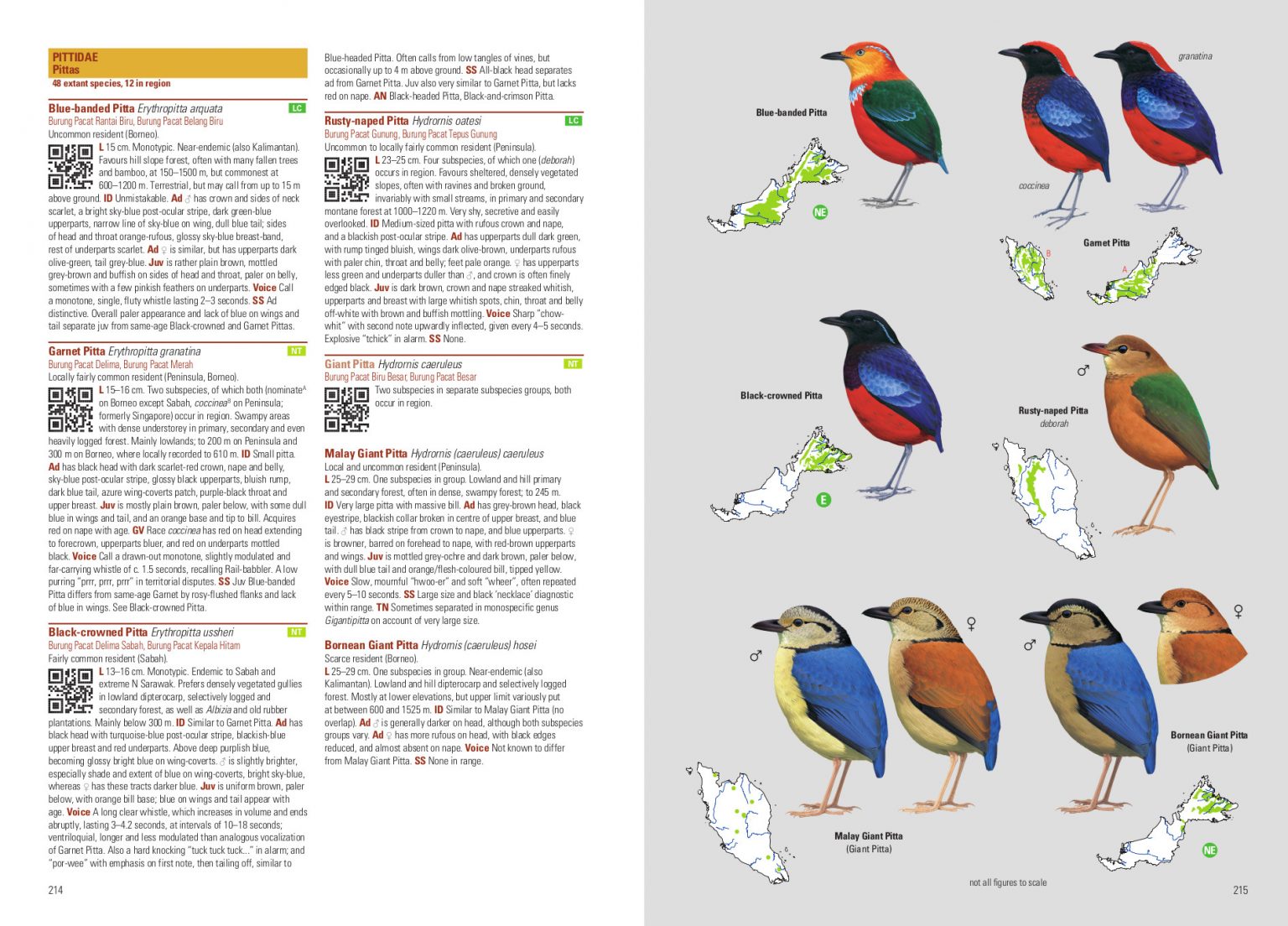 Birds of Malaysia – Covering Peninsular Malaysia, Malaysian Borneo and