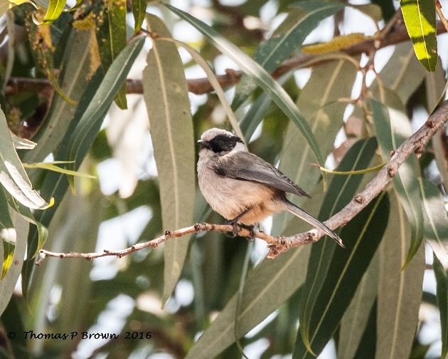 black-earred-bushtit-1