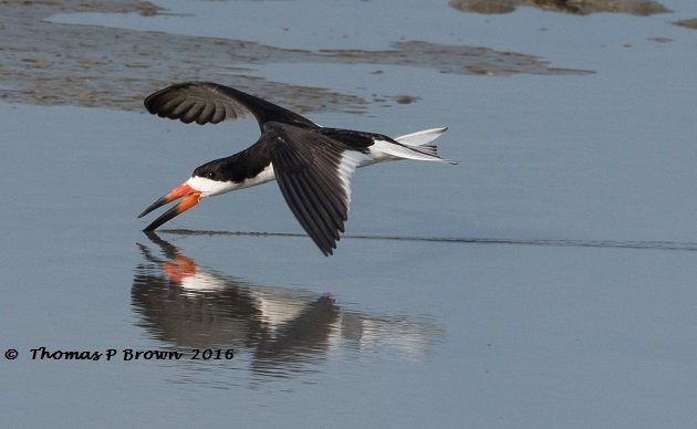 black-skimmer-2