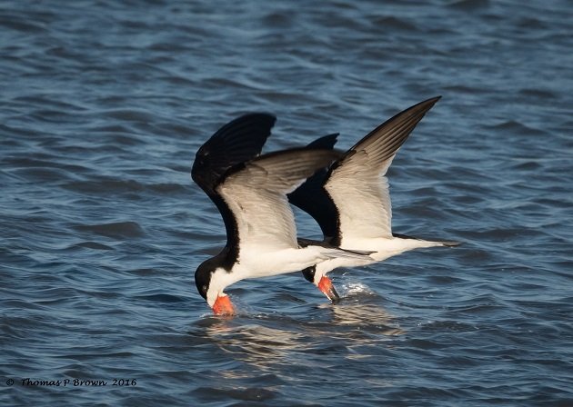 black-skimmers-1