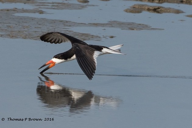 black-skimmers-2