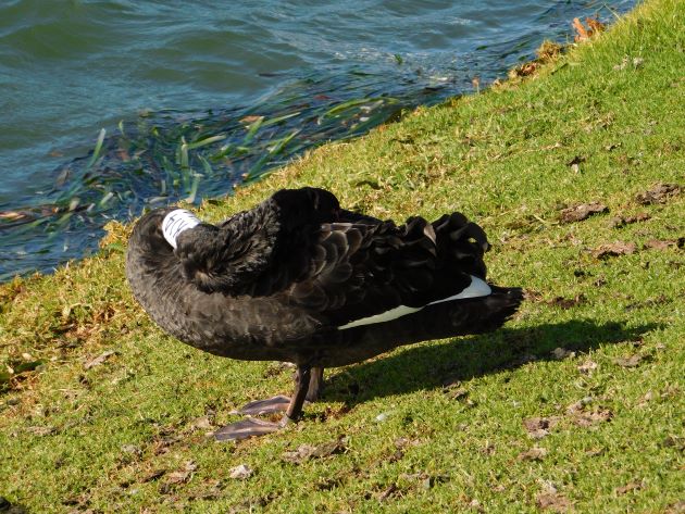 Animalstuffstore Black-Swan-3 Winter in Albert Park, Melbourne – 10,000 Birds Bird  