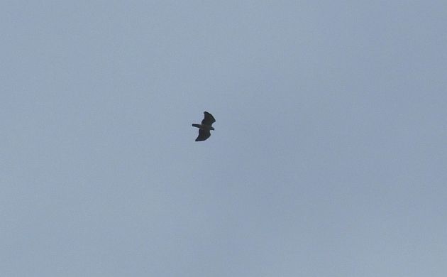 black-and-white-hawk-eagle