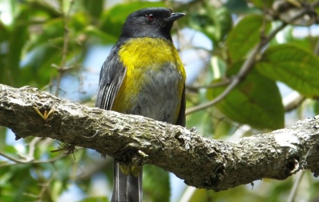 Black-and-yellow-Silky-Flycatcher