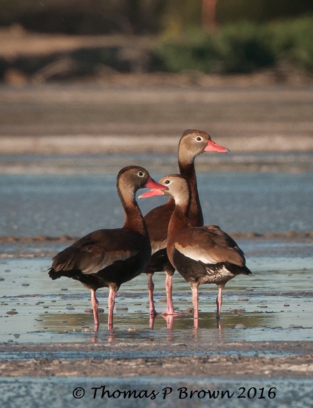 black-bellied-whistling-tree-duck