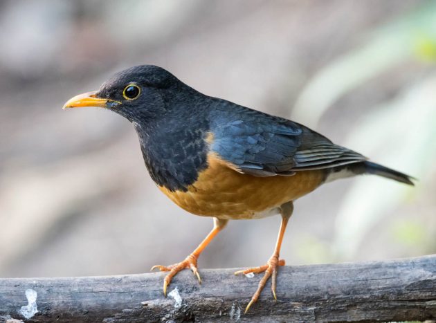 Nightingale, Black Bird, Thrush call (just add water)