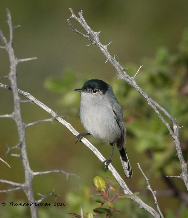 Black-tailed Gnatcatcher - Species Information and Photos