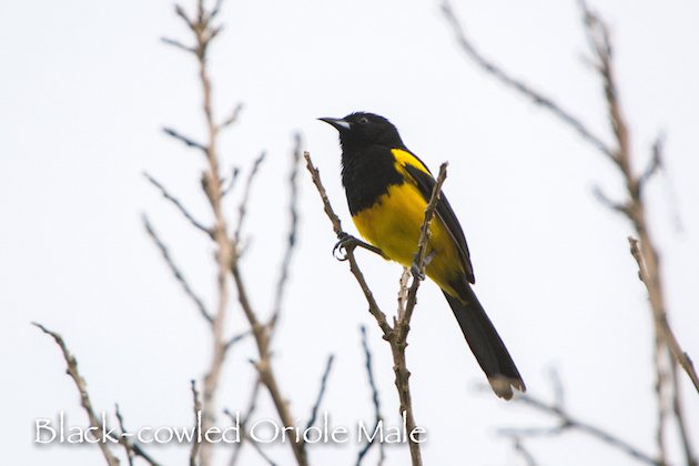 Black-cowled Oriole