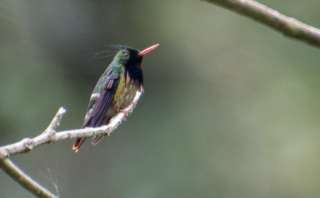 Black-crested Coquette Male