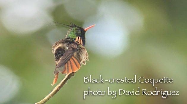 Black-crested Coquette