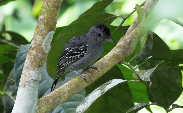 black-crowned-antshrike