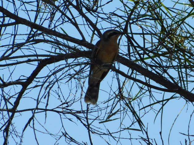 Animalstuffstore Black-eared-Cuckoo-3 Black-eared Cuckoo – 10,000 Birds Bird  
