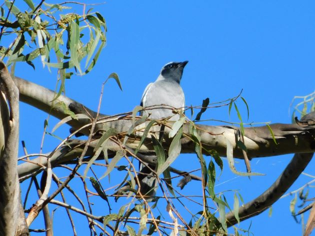 Animalstuffstore Black-faced-Cuckoo-shrike-16 Organ Pipes Nationwide Park, Victoria – 10,000 Birds Bird  