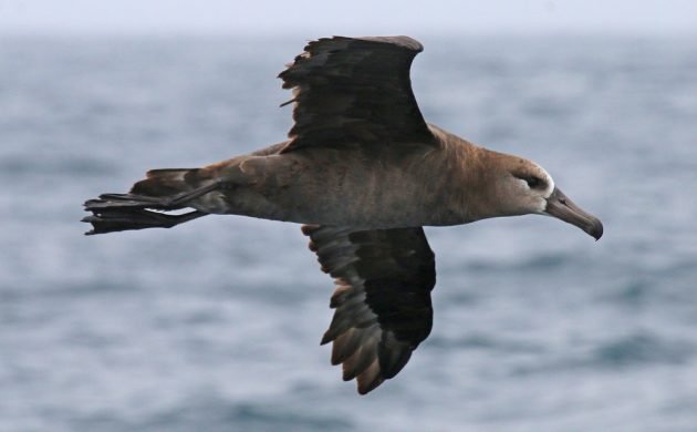 Black-footed Albatross