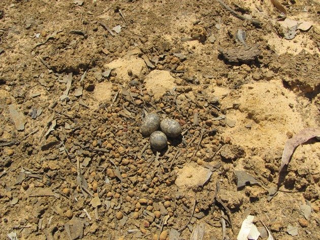 black-fronted-dotterel-eggs