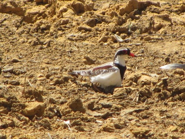 black-fronted-dotterel-with-eggs-5