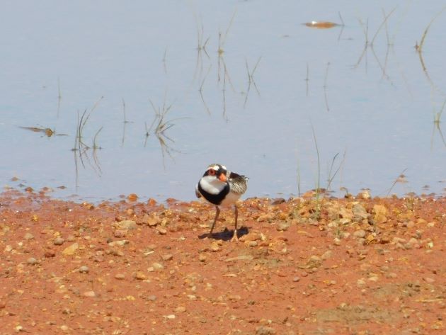 Animalstuffstore Black-fronted-Dotterels-4 Hen-watching from the bitumen – 10,000 Birds Bird  
