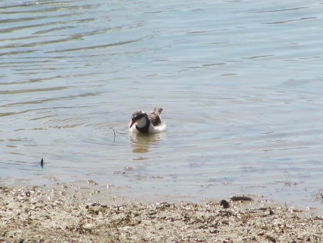 black-fronted-dottterel-swimming-2