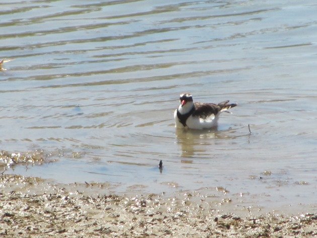 black-fronted-dottterel-swimming-3