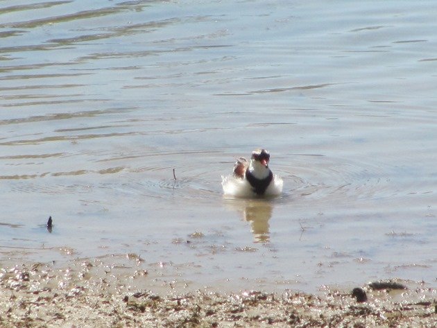 black-fronted-dottterel-swimming-4