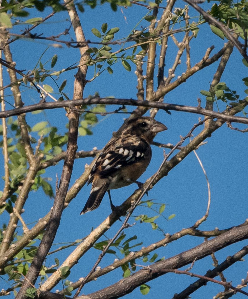 black-headed-grosbeak-3