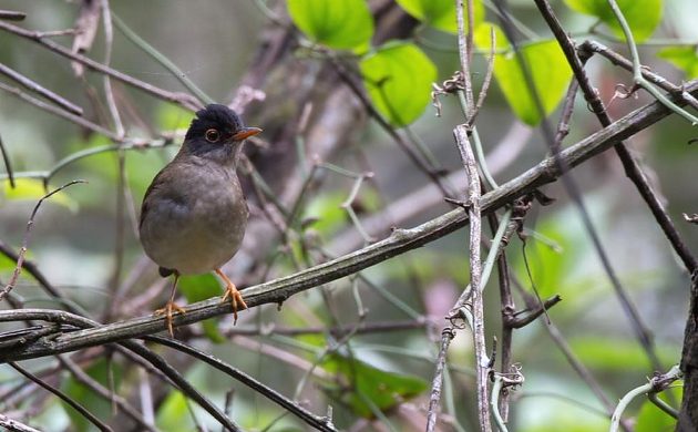 Nightingale, Black Bird, Thrush call (just add water)