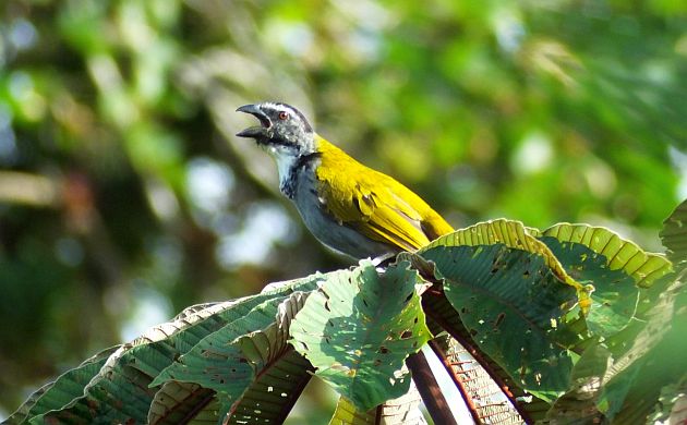 Black-headed Saltator beak