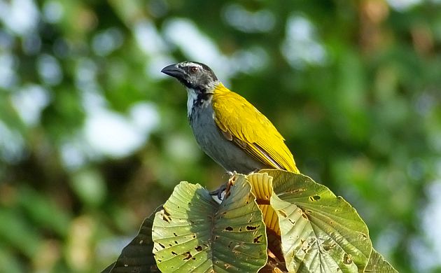 Black-headed Saltator big and bold