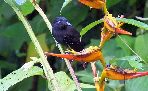 black-hooded-antshrike