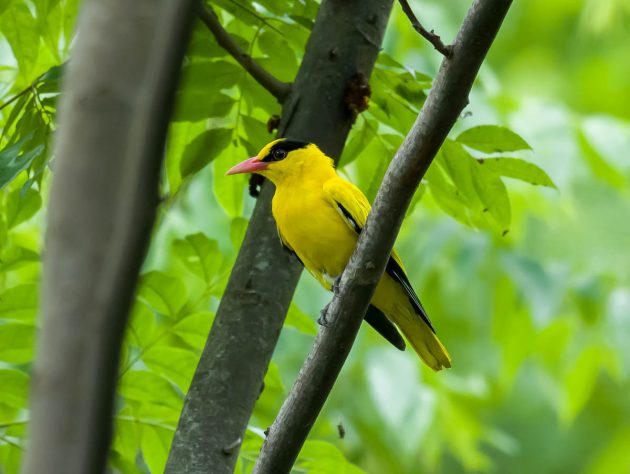 Animalstuffstore Black-naped-Oriole_DSC0553_Fengxian_Jun-16-2023-630x474 Birding Shanghai in June 2023 – 10,000 Birds Bird  