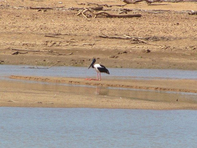 Black-necked Stork