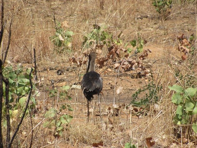 black-necked-stork-off-the-highway-2