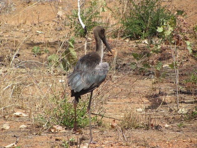 black-necked-stork-off-the-highway