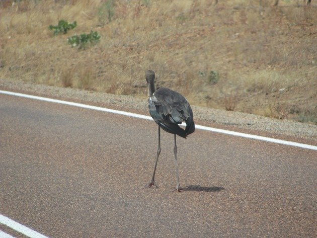 black-necked-stork-on-the-highway-2