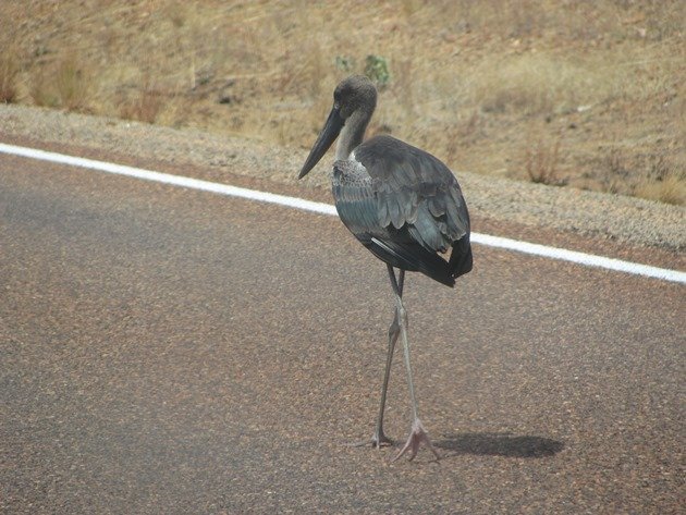 black-necked-stork-on-the-highway-3