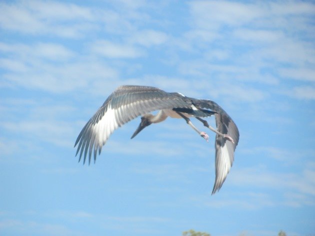 black-necked-stork-on-the-highway-4