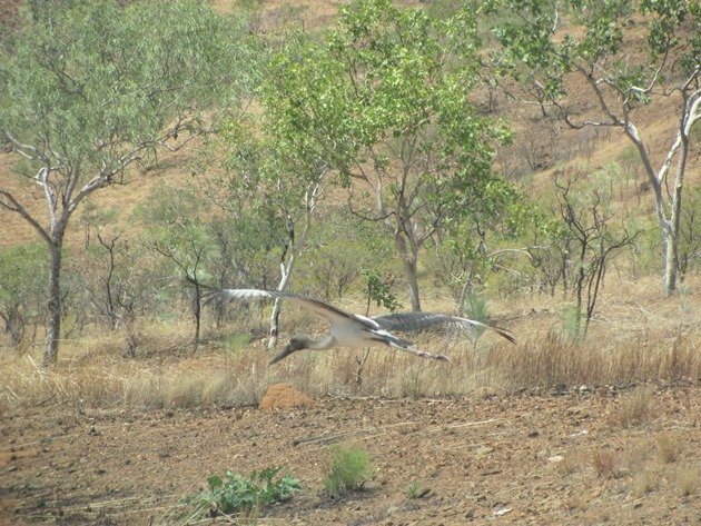 black-necked-stork-on-the-highway-5