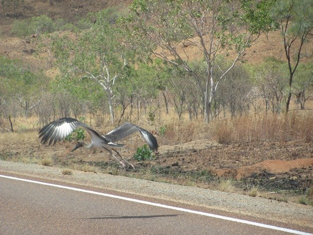 black-necked-stork-on-the-highway-6