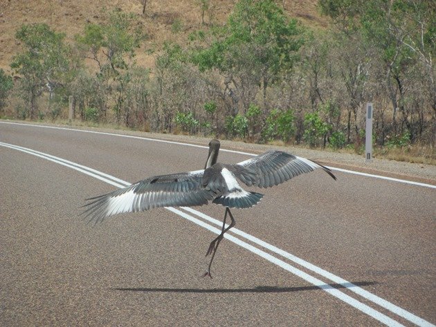 black-necked-stork-on-the-highway-7
